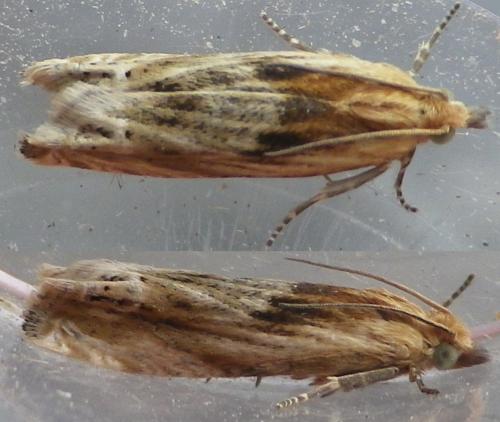 Eucosma cana