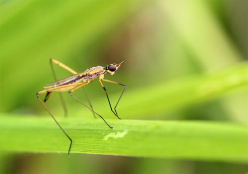 Micropeza lateralis