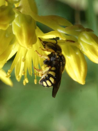Réf. 128 338 : Anthidiellum strigatum