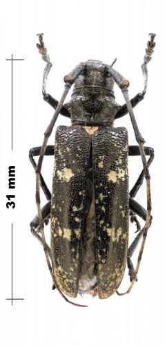 Monochamus sp.