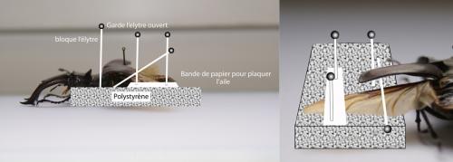 Etalage sp.
