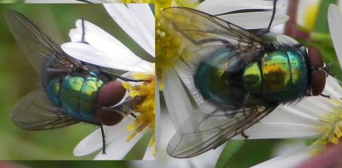 Lucilia sp.