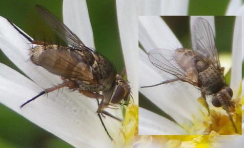 Siphona sp.