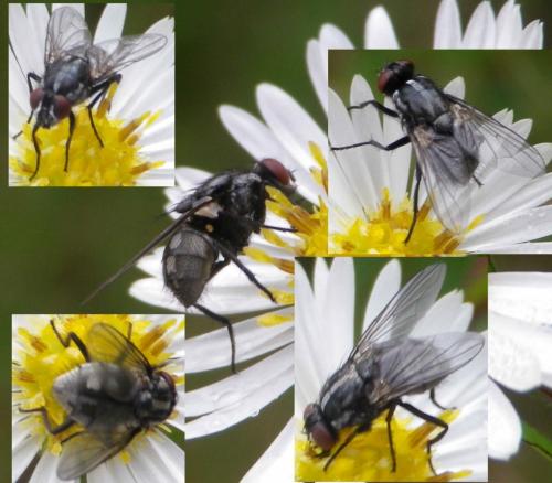 Morellia sp.