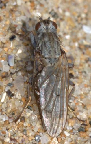 Helcomyza ustulata