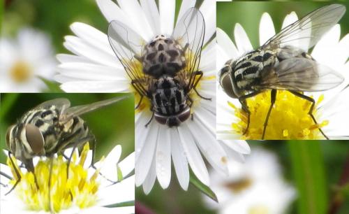 Graphomya maculata