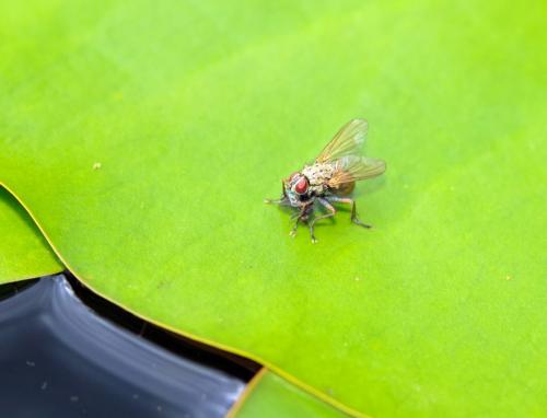 Coenosia sp.