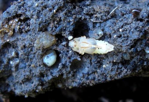 Mycetoma suturale