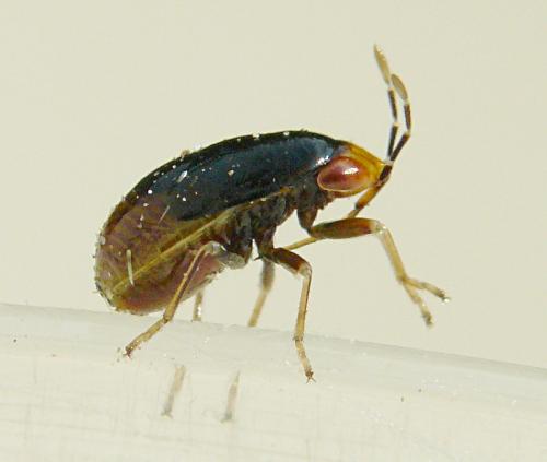 Geocoris erythrocephalus