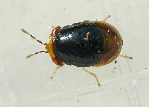 Geocoris erythrocephalus