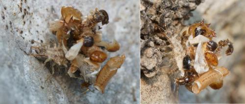 Pseudomallada sp.