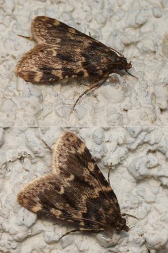 Réf. 128 818 : Aglossa caprealis