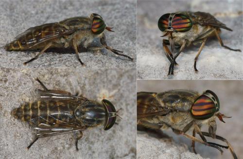 Réf. 128 748 : Tabanus glaucopis
