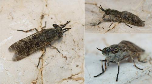 Haematopota pluvialis