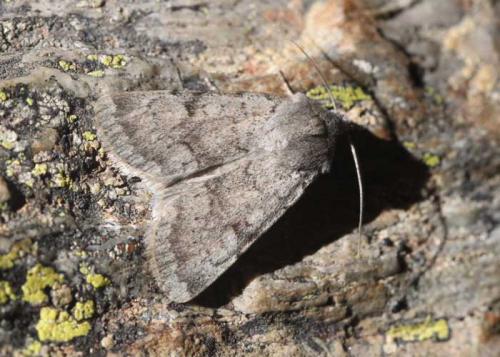 Réf. 128 865 : Epipsilia grisescens