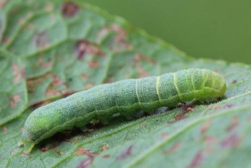 Réf. 128 023 : Mamestra brassicae