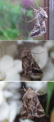 Autographa gamma