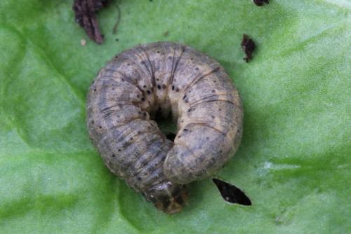 Réf. 128 028 : Agrotis exclamationis