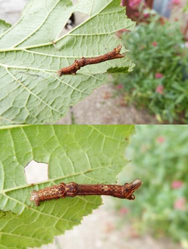 Réf. 128 839 : Selenia sp.