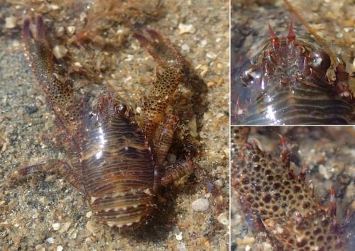Réf. 128 210 : Galathea squamifera