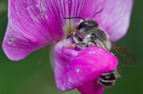 Megachile sp.