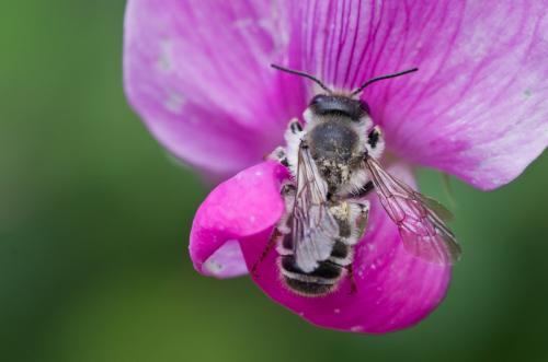 Megachile sp.