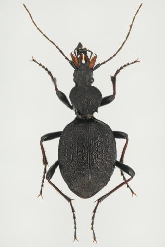 Cychrus dufouri