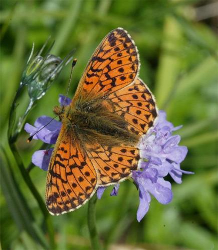 Réf. 128 114 : Boloria sp.