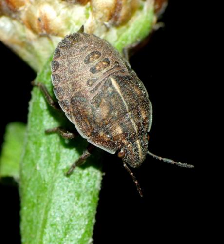 Odontotarsus purpureolineatus