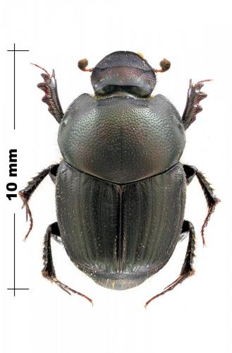 Onthophagus illyricus