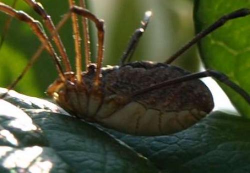 Phalangium opilio