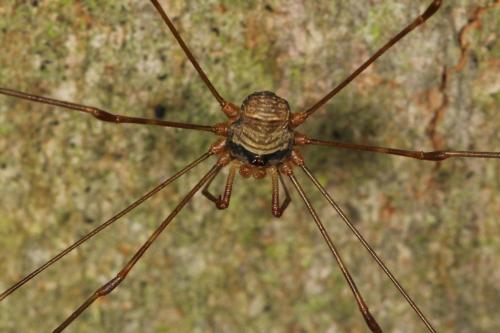 Réf. 128 124 : Dicranopalpus ramosus
