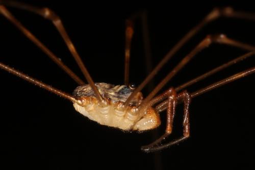 Réf. 128 125 : Dicranopalpus ramosus