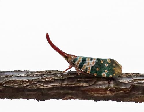Pyrops sp.
