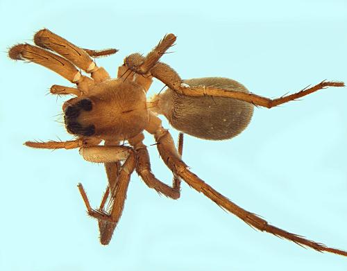 Trabea paradoxa