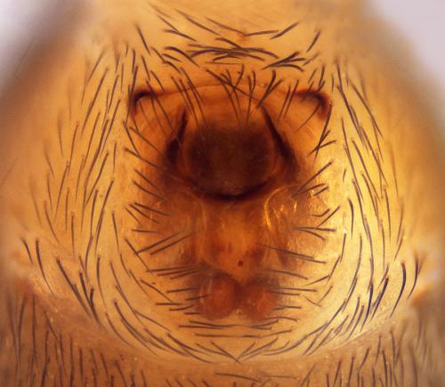Heser nilicola