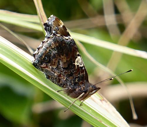 Vanessa atalanta