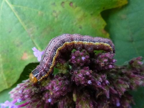 Réf. 128 189 : Pyrrhia umbra