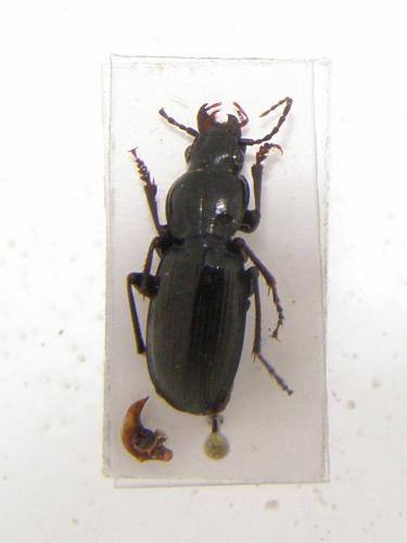 Pterostichus madidus