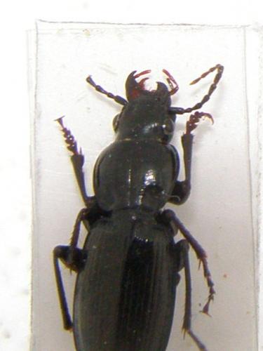 Pterostichus madidus