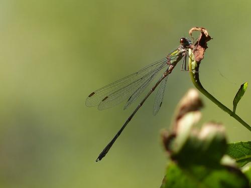Chalcolestes viridis