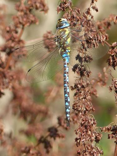 Aeshna mixta