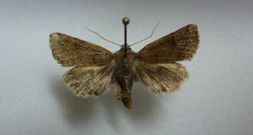 Réf. 128 106 : Agrochola lunosa