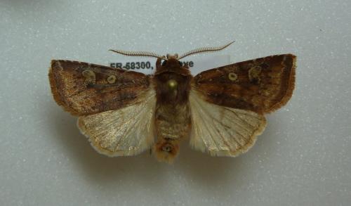 Cerastis leucographa