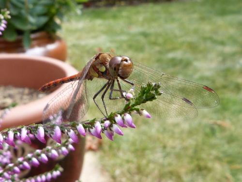 Réf. 128 004 : Sympetrum striolatum