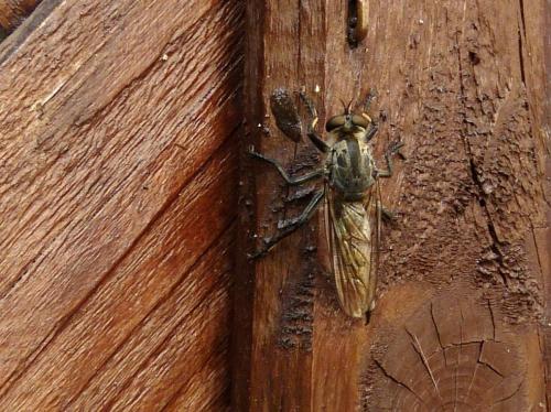 Asilinae