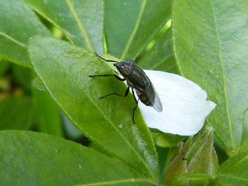Stomorhina lunata