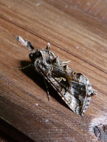 Réf. 128 348 : Autographa gamma