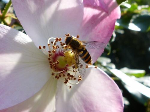 Syrphus ribesii