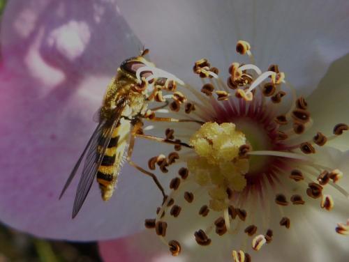 Réf. 128 411 : Syrphus ribesii